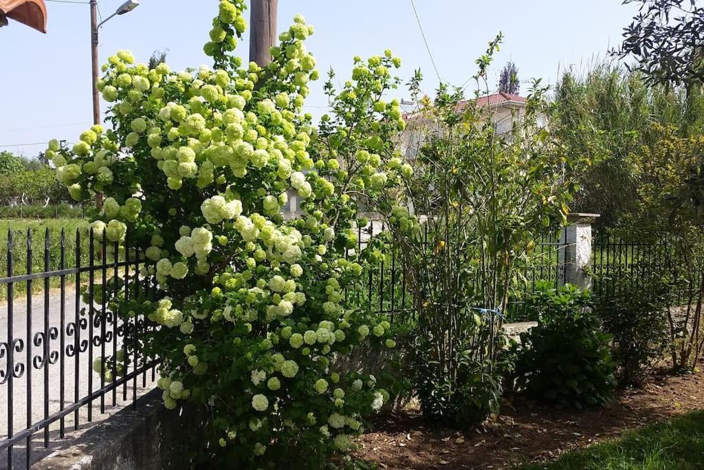 New Village Studios, Preveza A3 Екстериор снимка